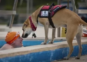 Características de los perros de apoyo emocional