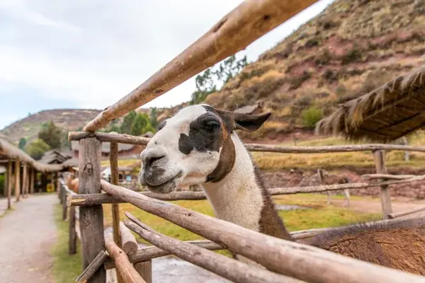 Turismo vivencial la experiencia que cambia la forma de viajar