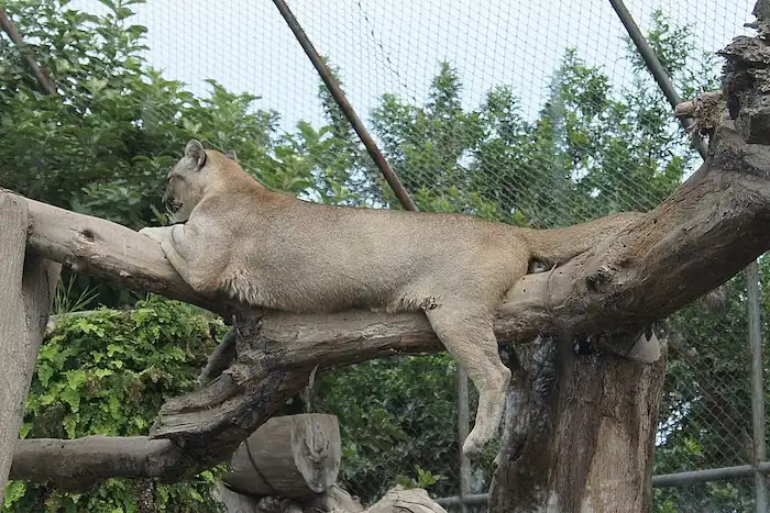 Zoológico Parque de las Leyendas