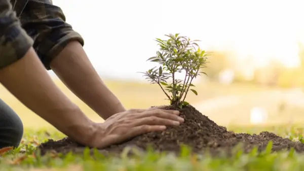 El plantar: rituales de intención y visión